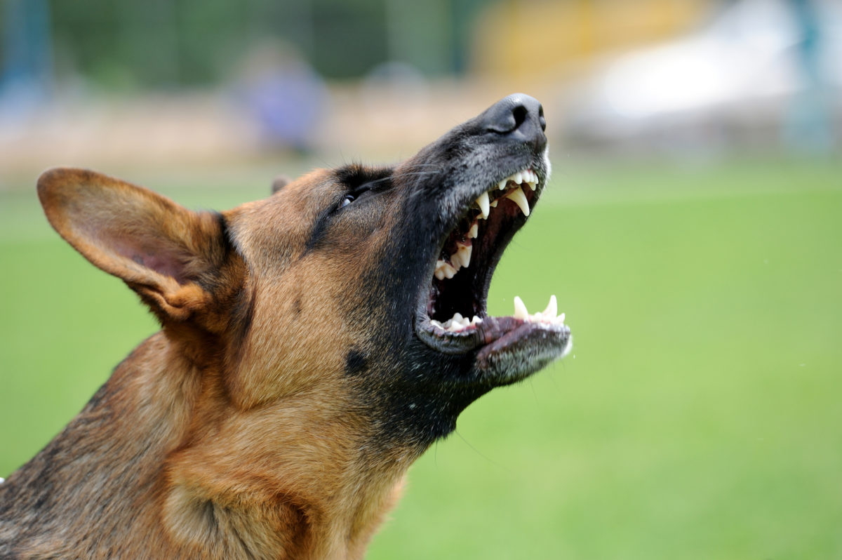 Eppelborn Hund beißt Spaziergänger