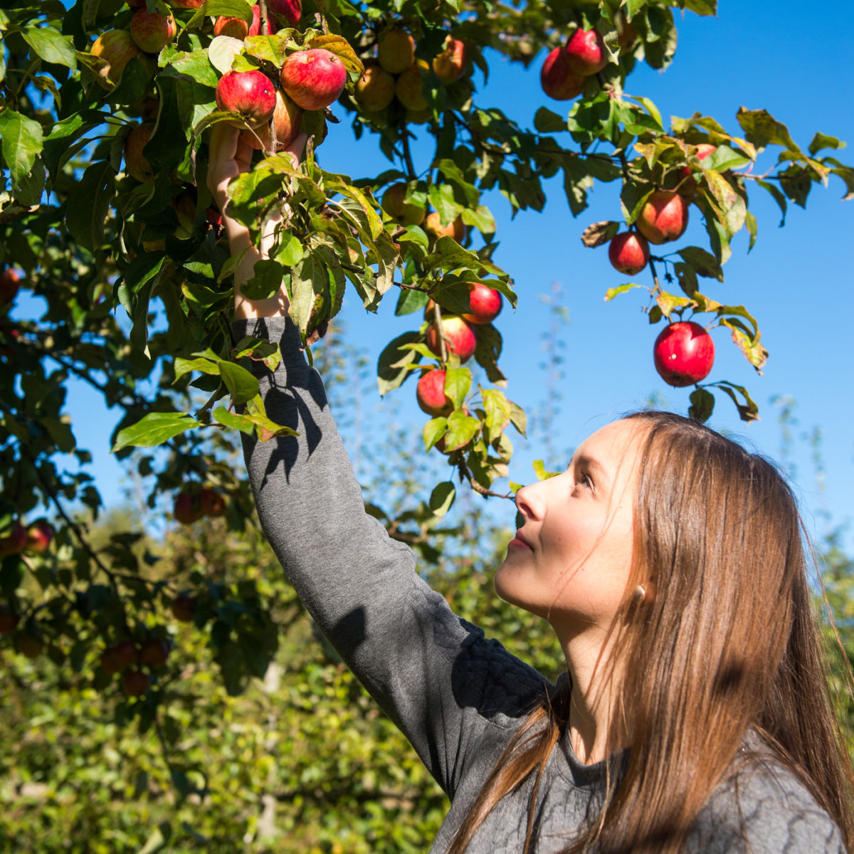 St. Ingbert VHSGartenreihe „Obstbäume im heimischen